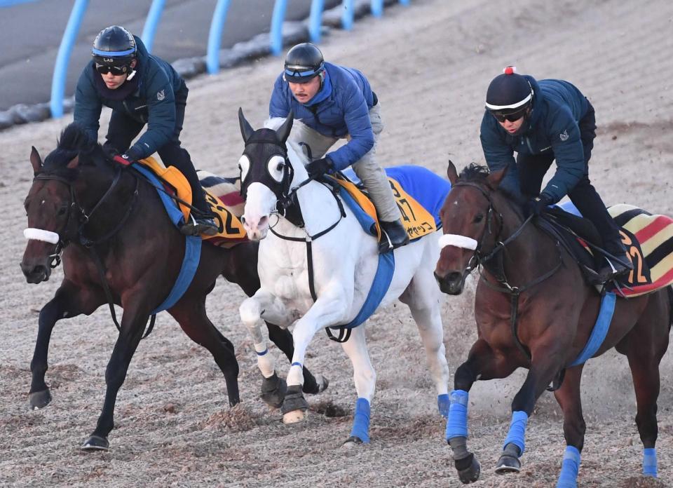 　美浦Ｗ３頭併せで追い切ったハヤヤッコ（中央）＝撮影・園田高夫