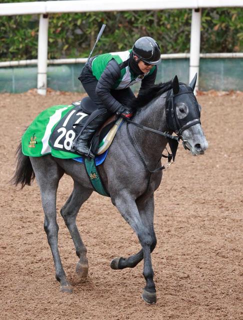 【若駒Ｓ】マイネルラウレア　宮厩舎ゆかりの血統が連勝狙う　半兄と似て「スタミナがある」