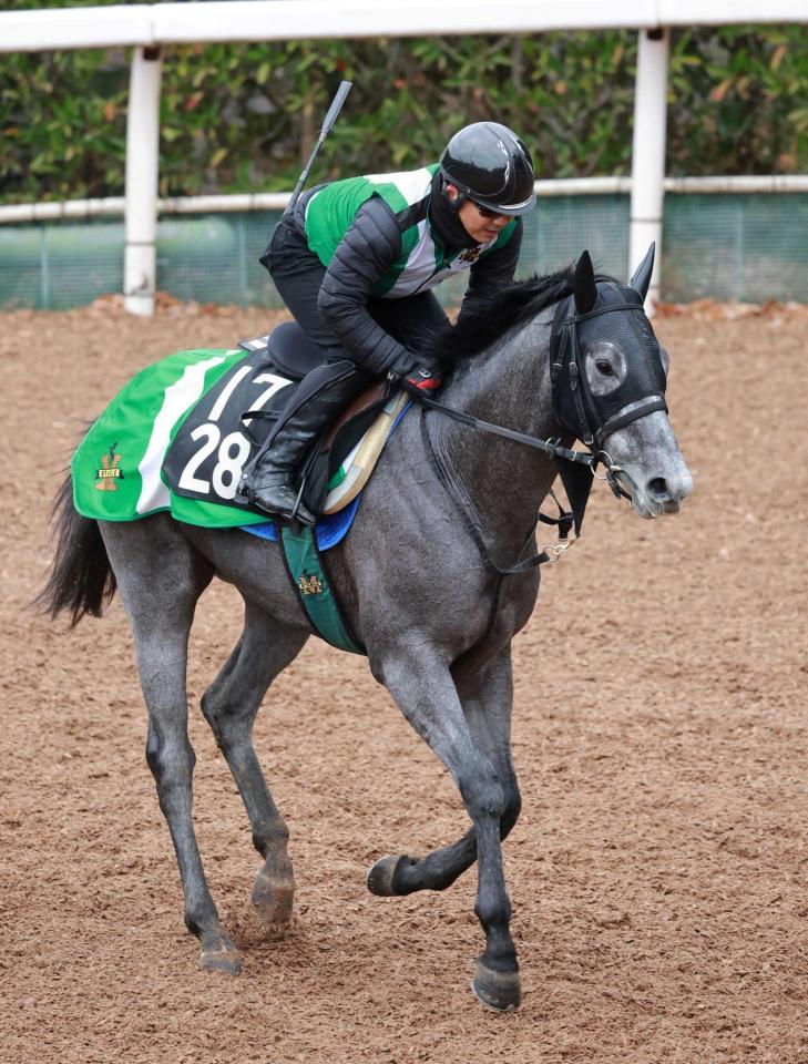 　デビュー２連勝を狙うマイネルラウレア