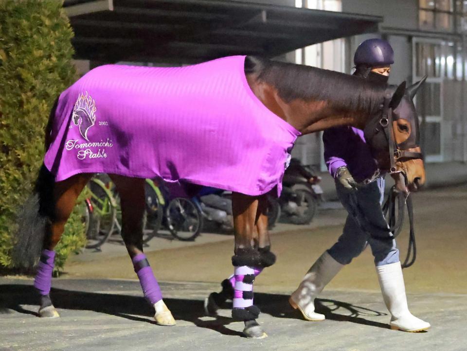 　期待の血統馬マンデヴィラ＝栗東トレセン