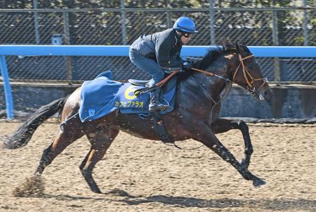 　サウジＣへの招待を受諾したカフェファラオ