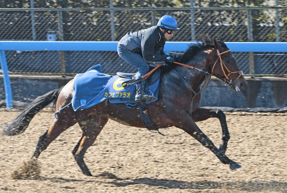 　サウジＣへの招待を受諾したカフェファラオ