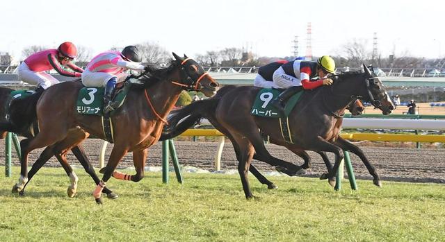 【デイリー杯クイーンＣ】６番人気ハーパーが混戦制す　川田は２週連続重賞制覇