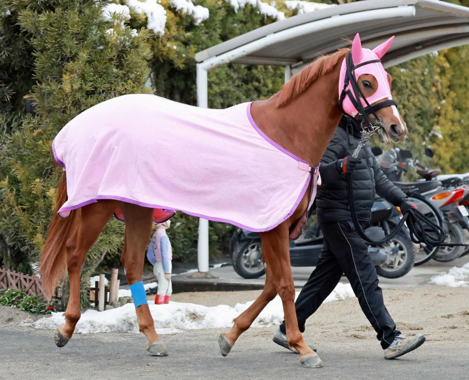 　日曜阪神４Ｒにスタンバイするフェリ