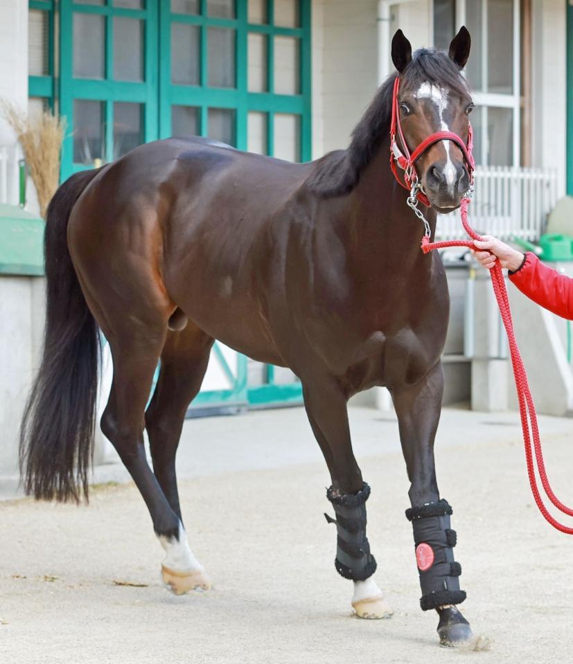 　ドライスタウト