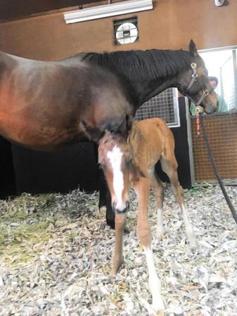 　ラヴズオンリーユーと初子となる父エピファネイアの牡馬（ＤＭＭドリームクラブ提供）