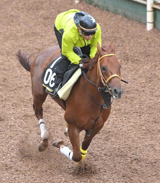 リメイク　武豊との新コンビでドバイゴールデンシャヒーンへ