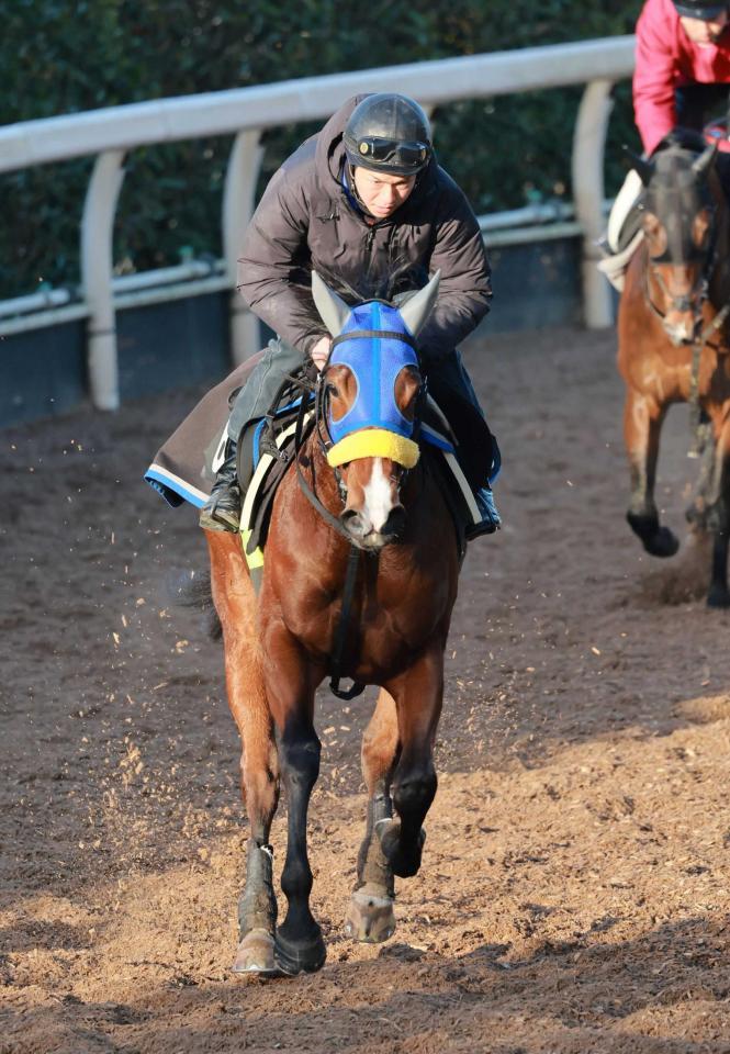 　連勝の勢いで桜切符に突き進むルーフ＝栗東トレセン