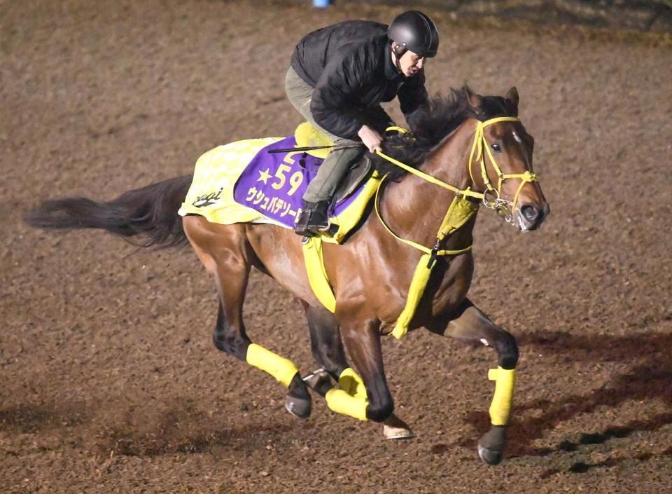 　美浦Ｗ単走で追い切ったウシュバテソーロ（撮影・園田高夫）