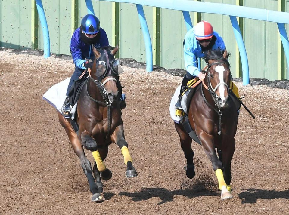 　松山を背に美浦Ｗ併せで追い切ったハーツコンチェルト（左）