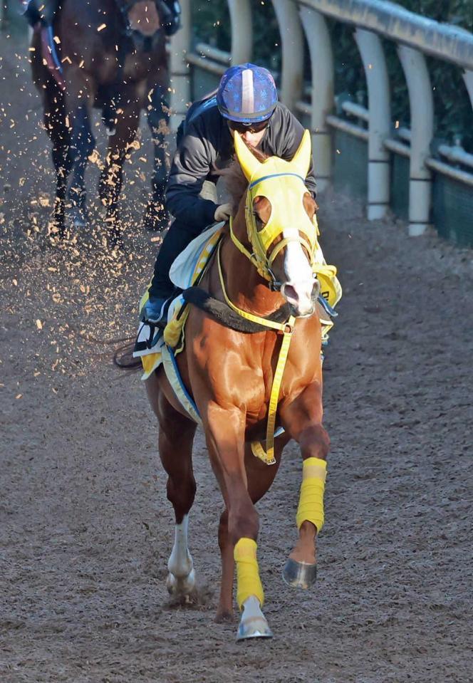 　川田を背に栗東坂路で最終リハを行うボルドグフーシュ（撮影・石湯恒介）