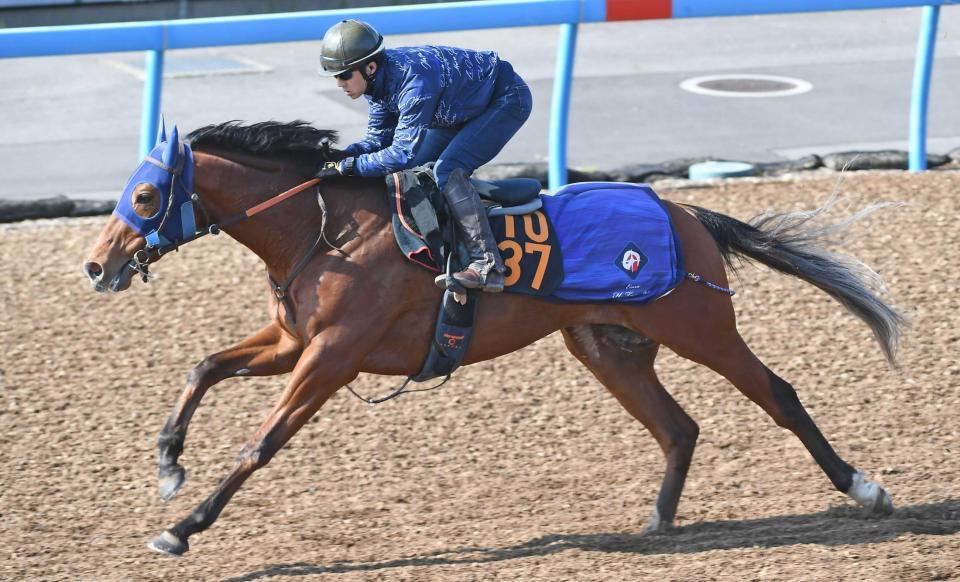 　美浦Ｗで追い切り、しっかりとした伸びを見せたハウゼ