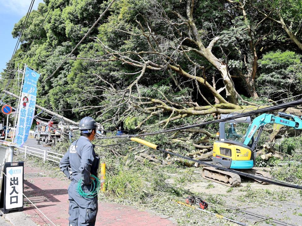 　小田原競輪場北側の市道で発生した倒木。復旧作業中