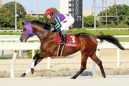 地方競馬最強の活躍をしたイグナイター（提供・兵庫県競馬組合）