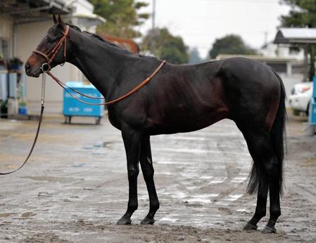 サトノクラウン　評価Ａ