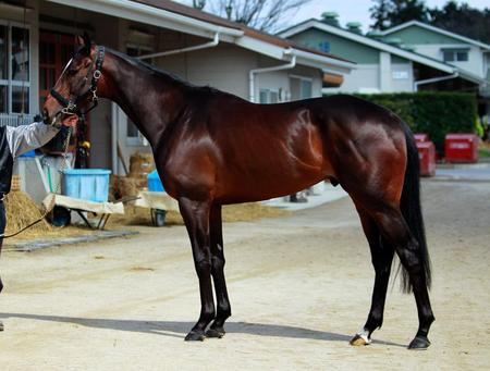 キタサンブラック　評価Ｂ