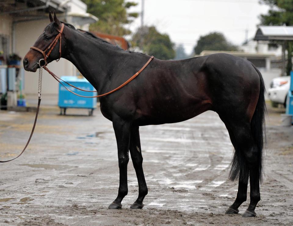 サトノクラウン　評価Ａ