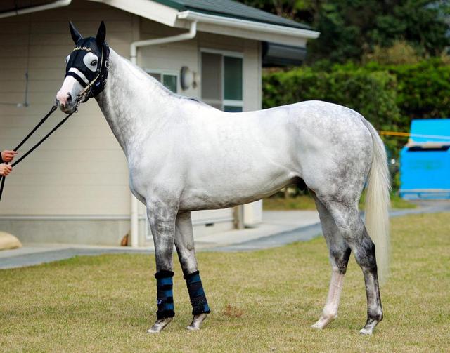 天皇賞】ゴールドシップ/馬体診断/競馬・レース/デイリースポーツ online