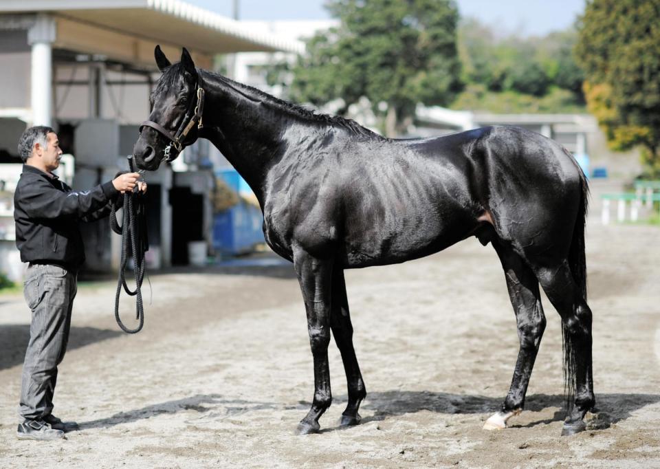 天皇賞 フェノーメノ 馬体診断 競馬 レース デイリースポーツ Online