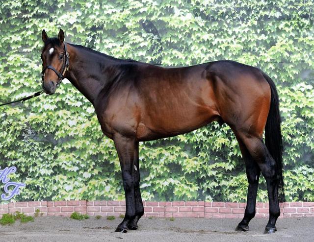 ｎｈｋ アヴニールマルシェ 馬体診断 競馬 レース デイリースポーツ Online