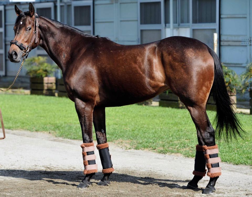 オークス ルージュバック 馬体診断 競馬 レース デイリースポーツ Online