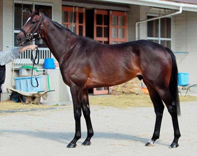 菊花賞】キタサンブラック/馬体診断/競馬・レース/デイリー