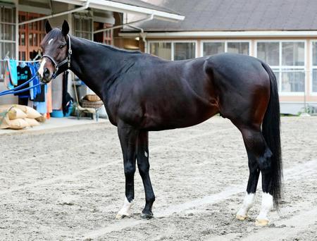 ホッコータルマエ　評価Ａ