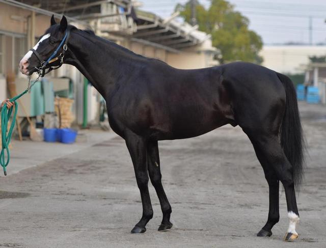 有馬記念】ゴールドアクター/馬体診断/競馬・レース/デイリースポーツ