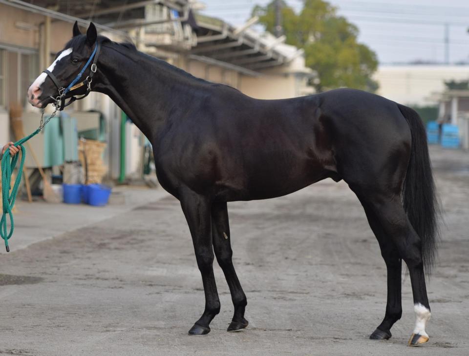 有馬記念】ゴールドアクター/馬体診断/競馬・レース/デイリースポーツ