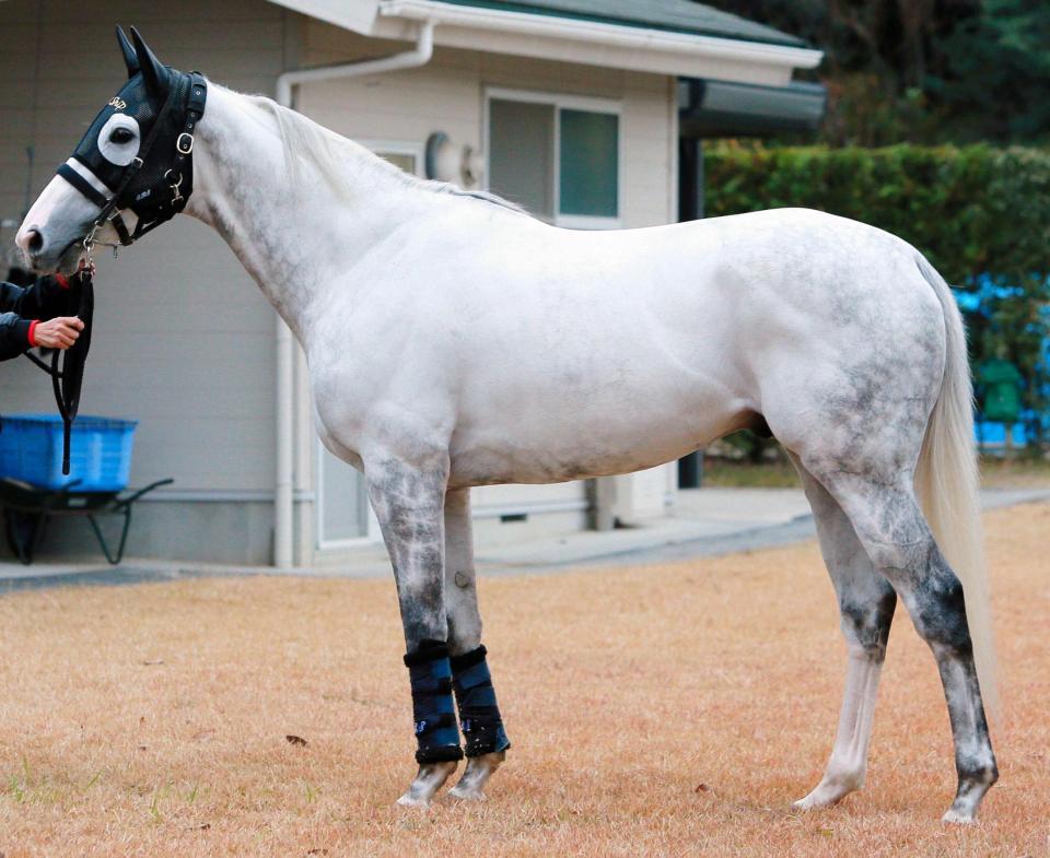 【有馬記念】ゴールドシップ/馬体診断/競馬・レース/デイリースポーツ online 【有馬記念】ゴールドシップ/馬体診断/競馬・レース/デイリースポーツ online