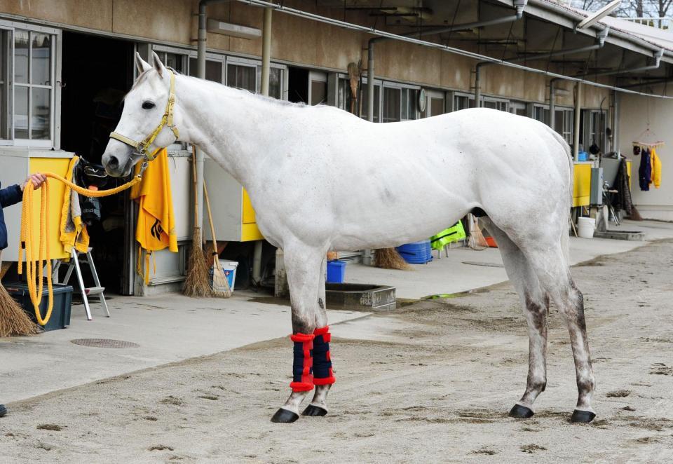 高松宮記念 スノードラゴン 馬体診断 競馬 レース デイリースポーツ Online