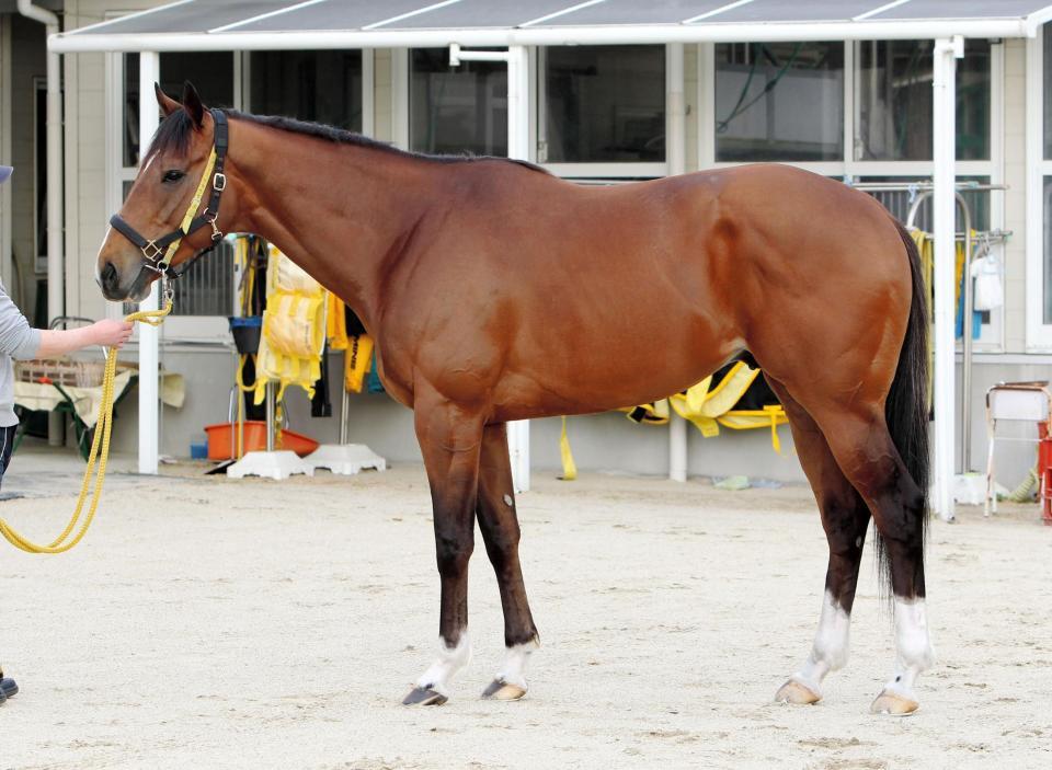 高松宮記念 ビッグアーサー 馬体診断 競馬 レース デイリースポーツ Online