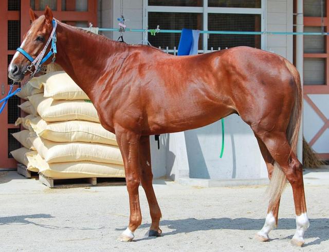 天皇賞】トーホウジャッカル/馬体診断/競馬・レース/デイリースポーツ online