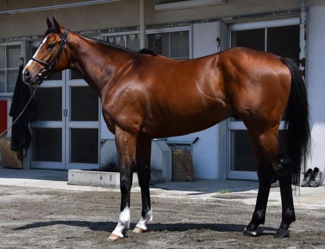 ダービー ディーマジェスティ 馬体診断 競馬 レース デイリースポーツ Online