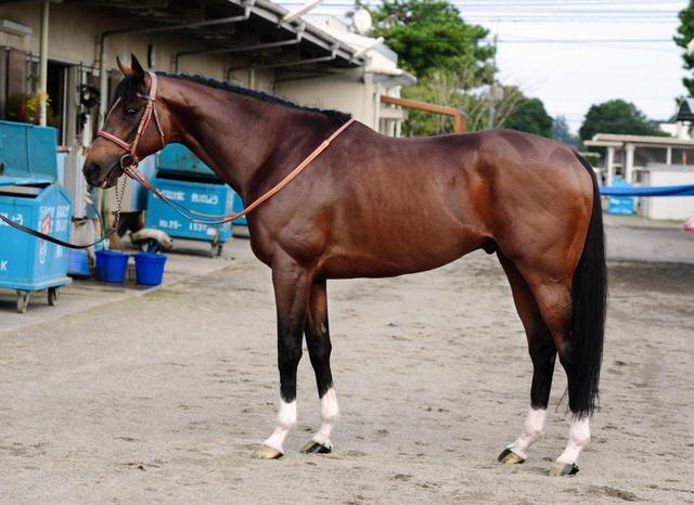 モーリス　ブルゾン　競馬 2025年最新】競馬 ブルゾンの人気アイテム - メルカリ