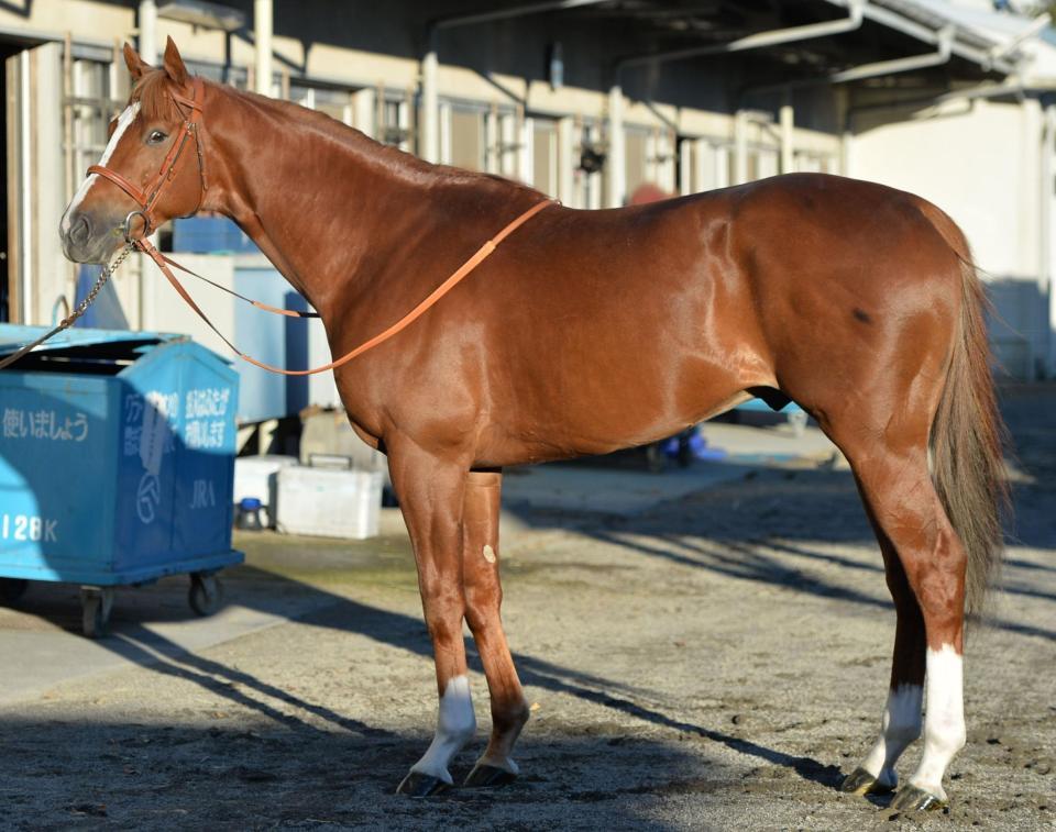 マイルCS】ネオリアリズム/馬体診断/競馬・レース/デイリースポーツ