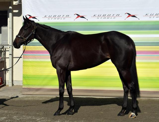 有馬記念】マリアライト/馬体診断/競馬・レース/デイリー