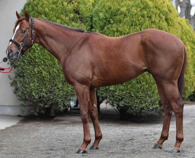 高松宮記念馬体診断 セイウンコウセイ 馬体診断 競馬 レース デイリースポーツ Online