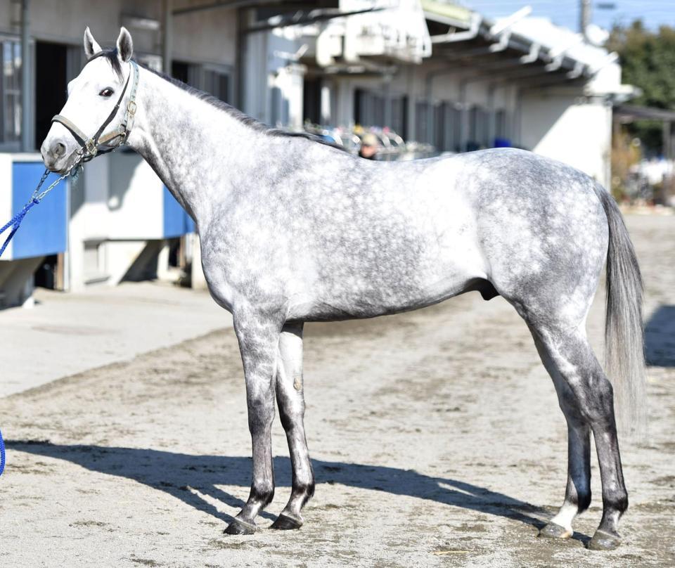 【高松宮記念馬体診断】レッドファルクス/馬体診断/競馬