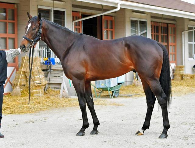 大阪杯馬体診断】キタサンブラック/馬体診断/競馬・レース/デイリー