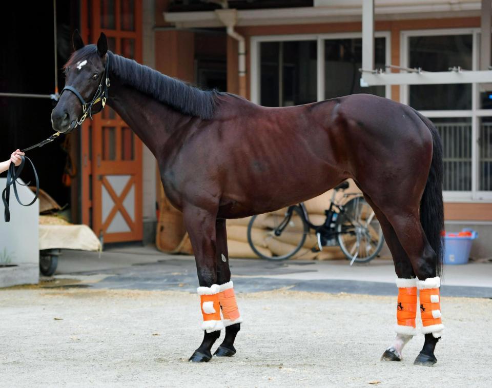 皐月賞馬体診断 ファンディーナ 馬体診断 競馬 レース デイリースポーツ Online