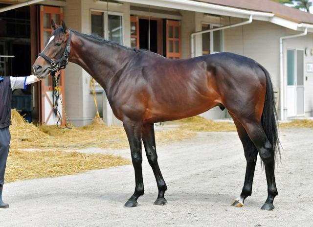 天皇賞・春馬体診断】キタサンブラック/馬体診断/競馬・レース