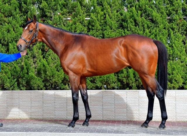 天皇賞・春馬体診断】サトノダイヤモンド/馬体診断/競馬・レース