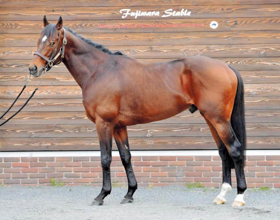 ステファノス　評価Ｃ