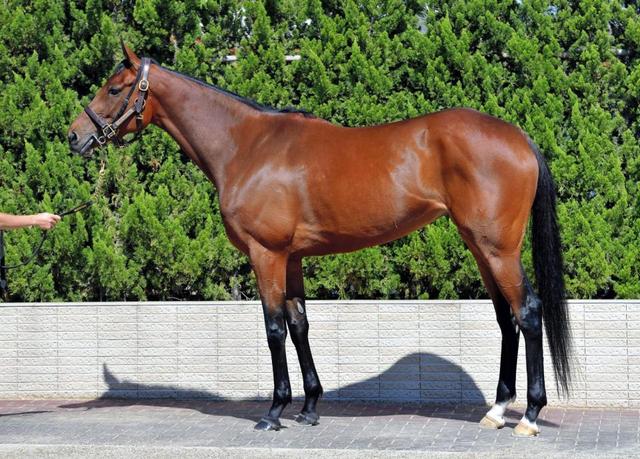 宝塚記念馬体診断】ミッキークイーン/馬体診断/競馬・レース/デイリー