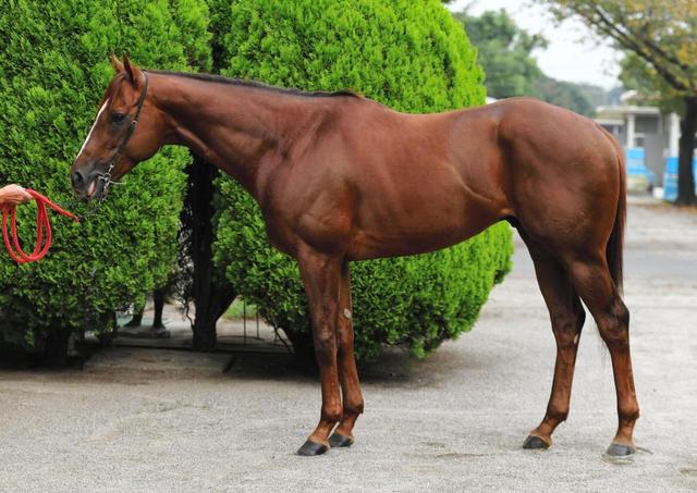 スプリンターズｓ馬体診断 セイウンコウセイ 馬体診断 競馬 レース デイリースポーツ Online