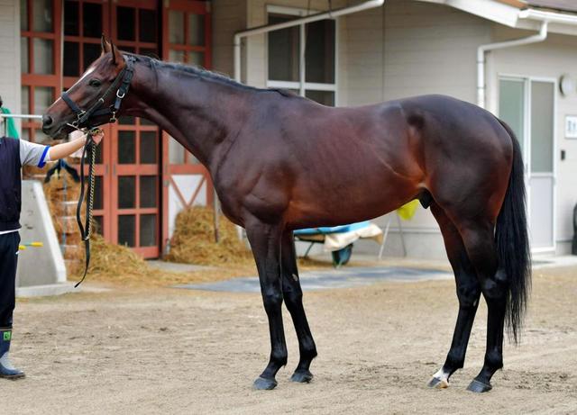天皇賞・秋馬体診断】キタサンブラック/馬体診断/競馬・レース
