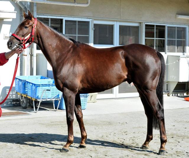 ⑦◆　競馬　JRA　◆ノンコノユメ◆　2018年　フェブラリーS　優勝馬セット◆ フェブラリーS】馬体診断ノンコノユメ/馬体診断/競馬・レース