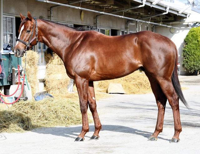 高松宮記念馬体診断 セイウンコウセイ 馬体診断 競馬 レース デイリースポーツ Online