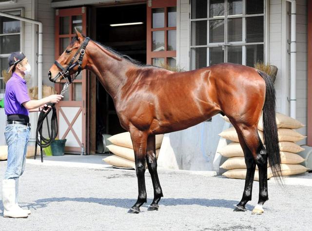 皐月賞馬体診断】ワグネリアン/馬体診断/競馬・レース/デイリー